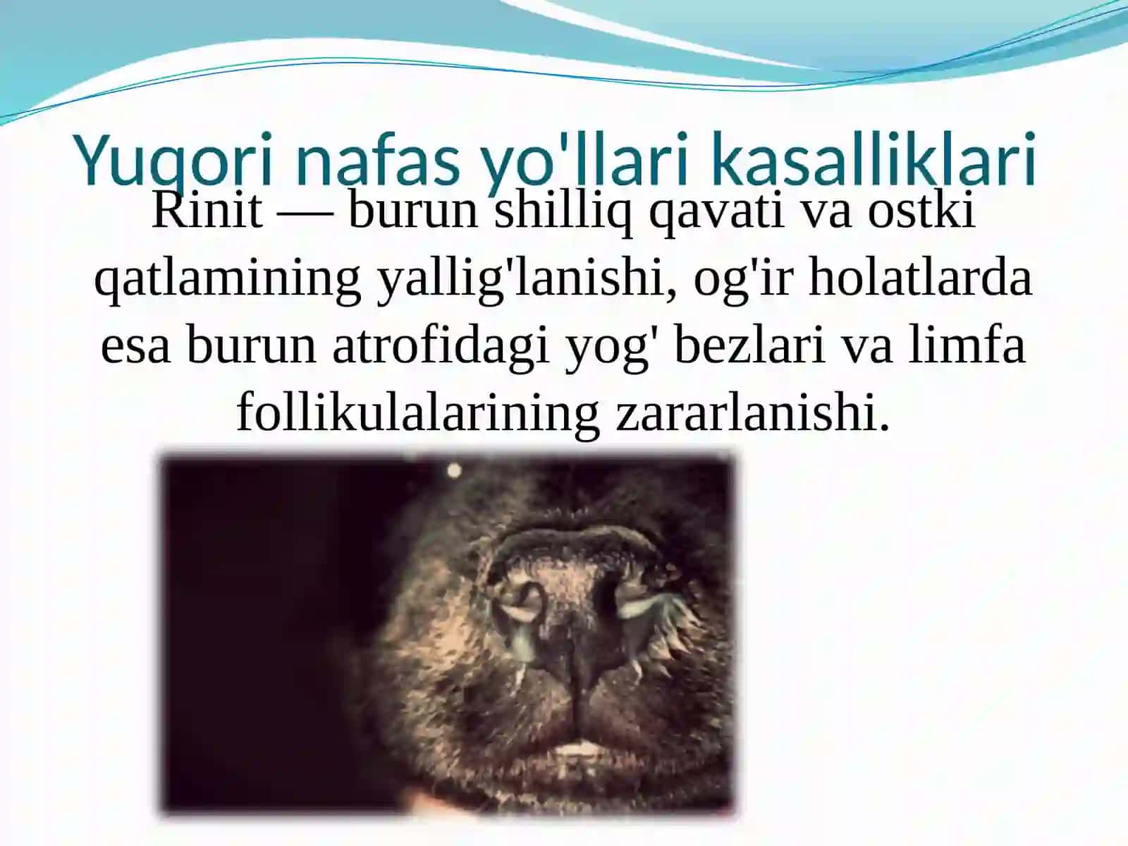 Hayvonlarda nafas yo'llari kasalliklari 3