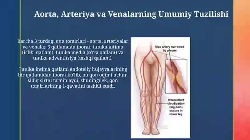 Aorta, Arteriya va Venalarning Umumiy Tuzilishi 3