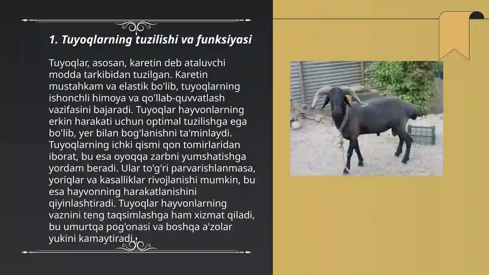 Terining hosila organlari (tuyoq, shox, yelin) tuzilishini tirik hayvonlarda o'rganish 3