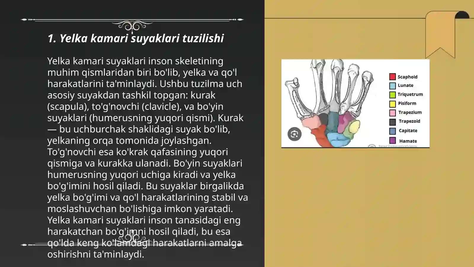 Yelka kamari va qo'l erkin qismi suyaklari: tuzilishi, yoshga doir xususiyatlari 3
