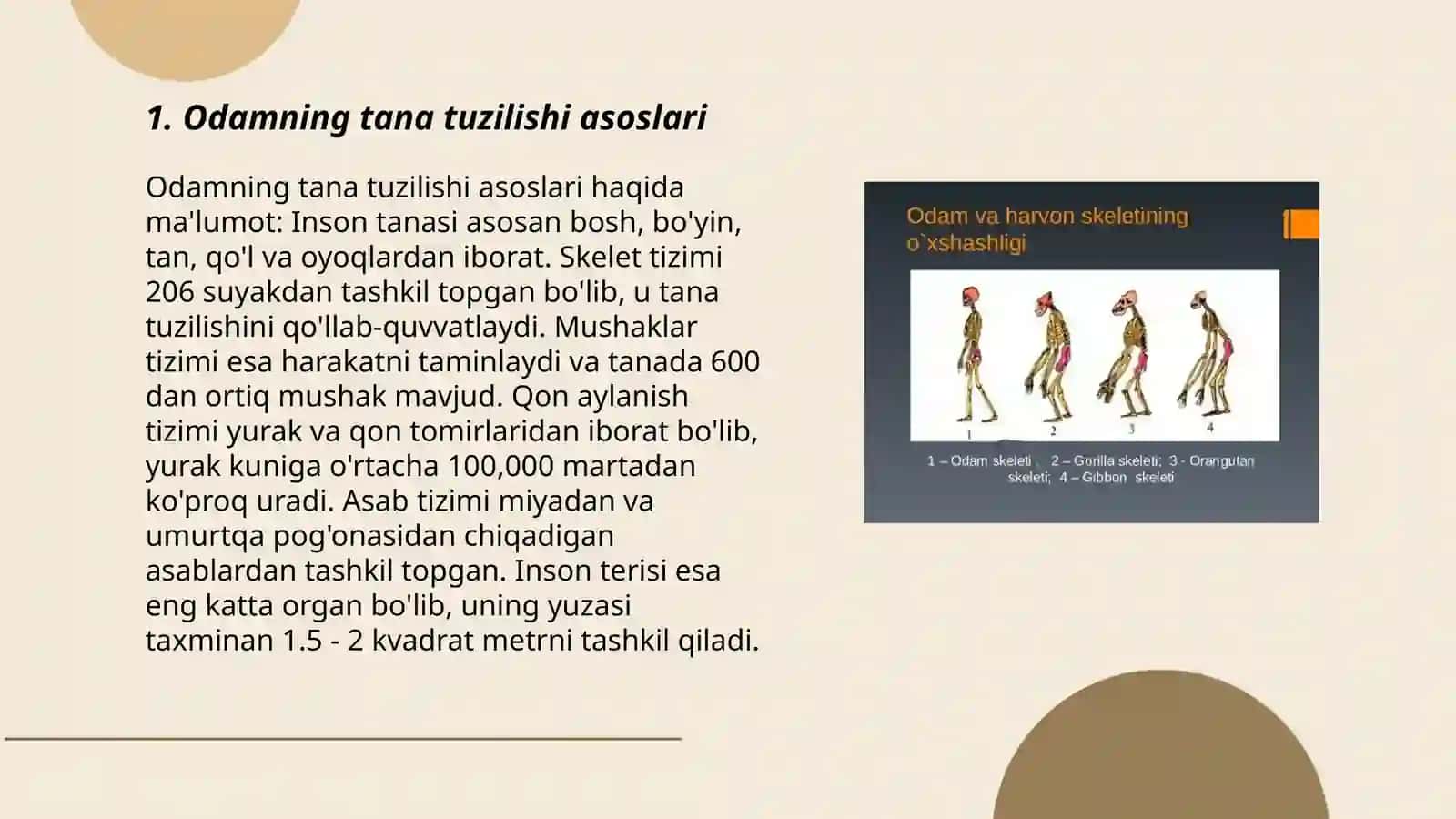 Odamning tana tuzilishi tiplari 3