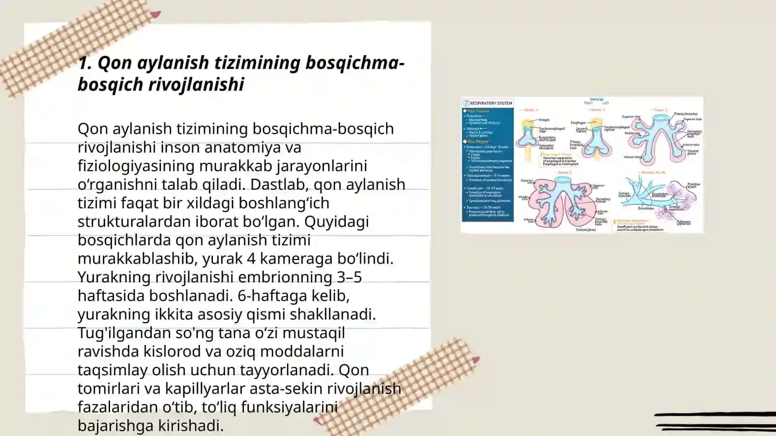 Qon aylanish va nafas olosh sistemasining ontofilogenezi nerv va endokrin sistemasining ontofilogenezi 3