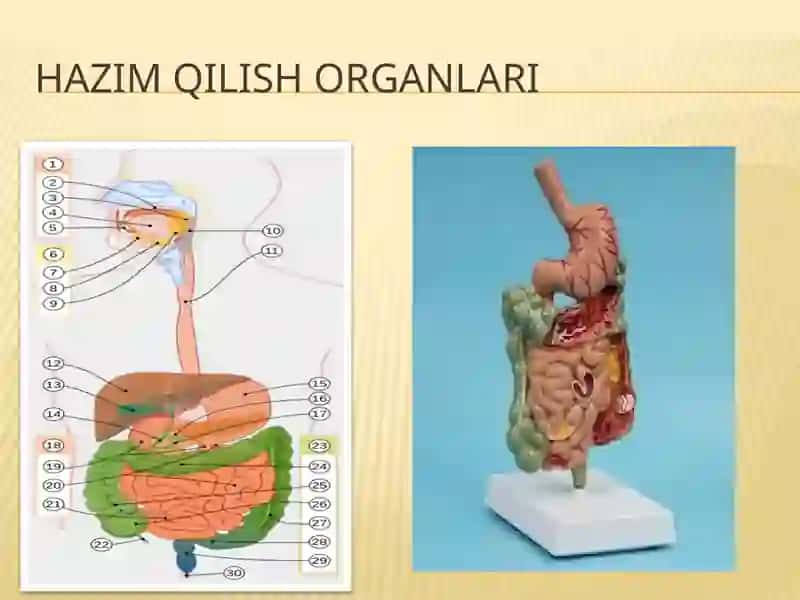 Hazimqilish Sistema 3