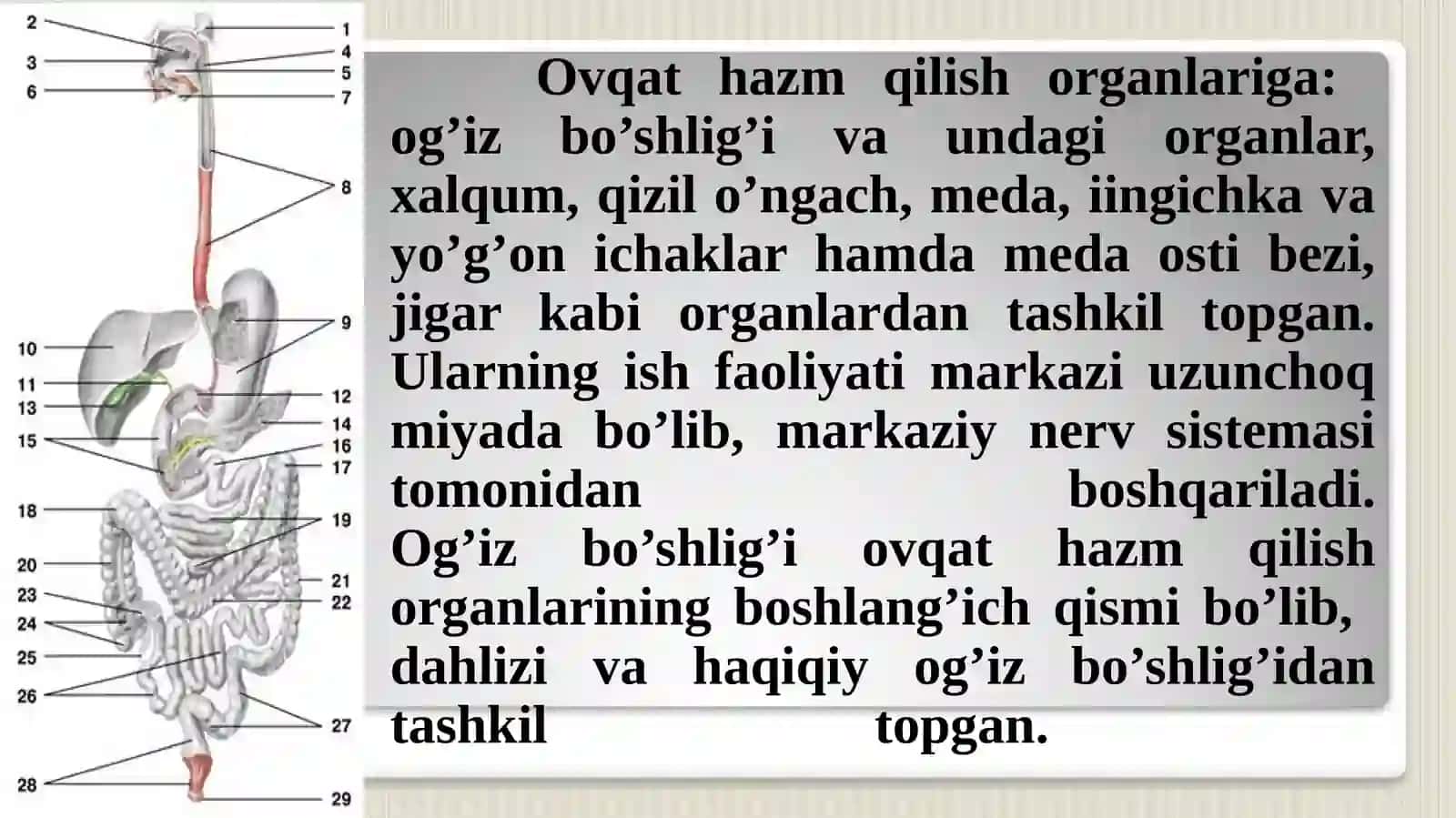 Ovqat hazm qilish sistemasining yosh xususiyatlari va ovqatlanish gigiyenasi 3