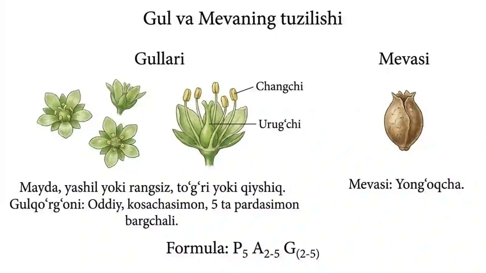 Sho'radoshlar oilasi 3