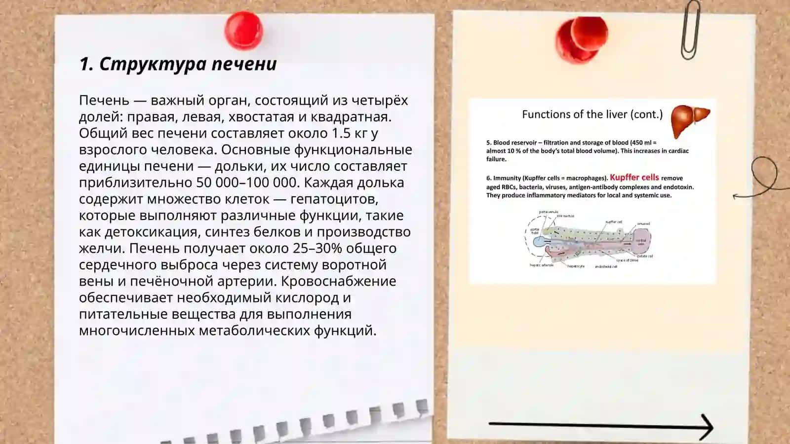 Функции печени и процессы детоксикации 3