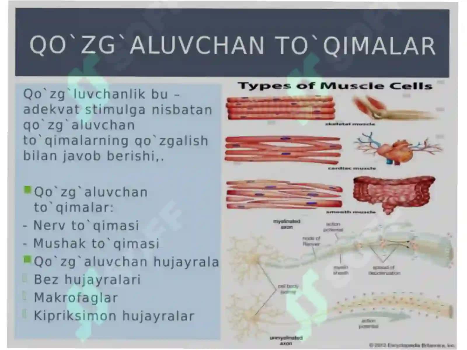 mustaqil ish. prezintatsiya 3