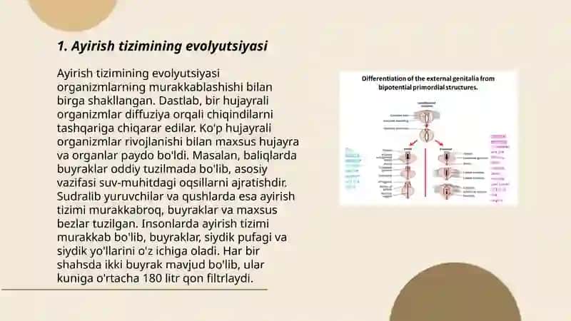 Ayirish tizim filogenezi va buzilishlari 3