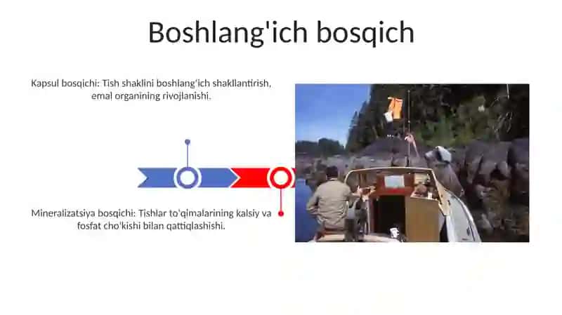 Tishlarni rivojlanishi va minirellashuvining asosiy bosqichlari 3