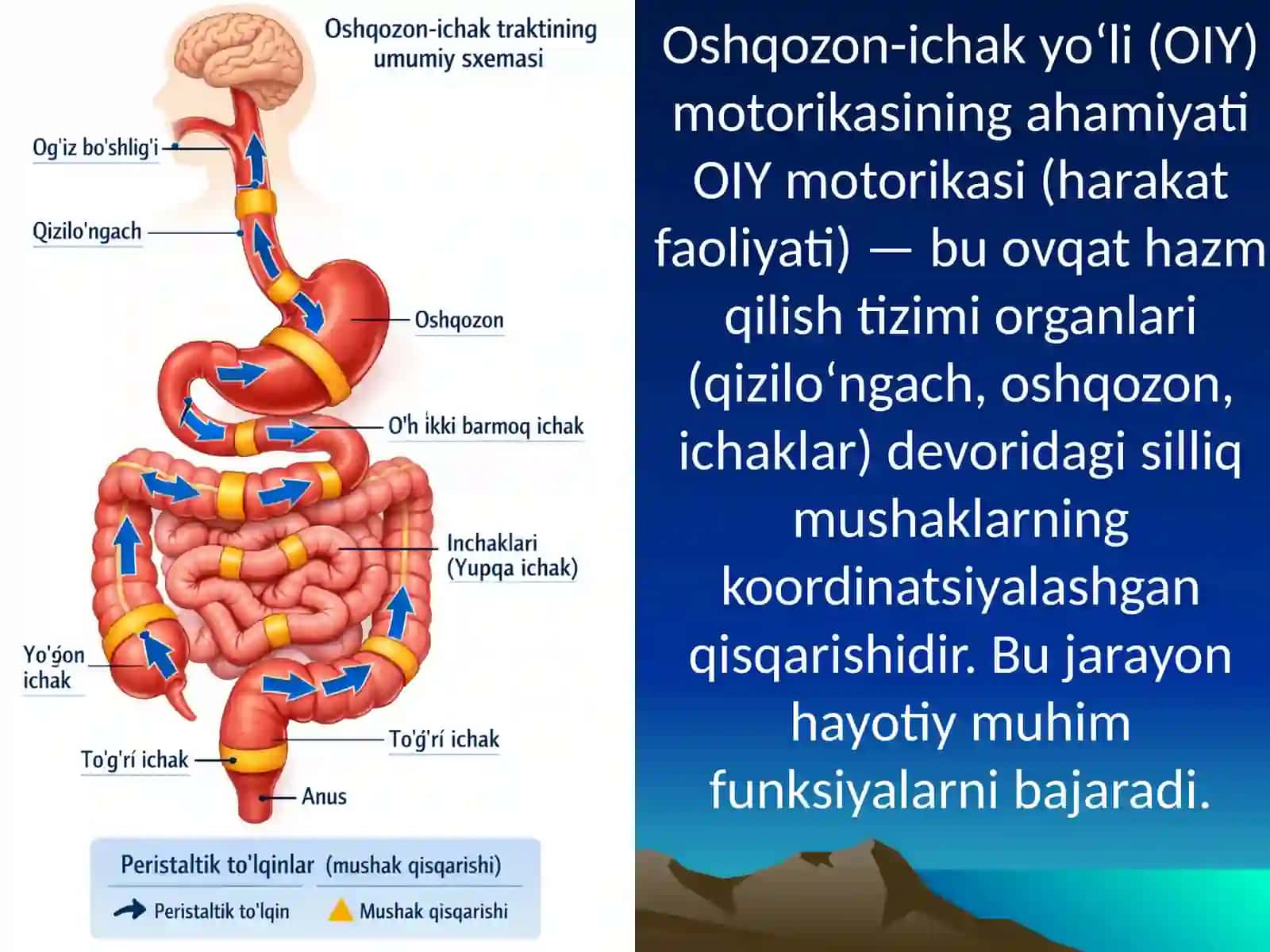 Oshqozon ichak yo‘lining harakat faoliyatini tekshirish usullari 3