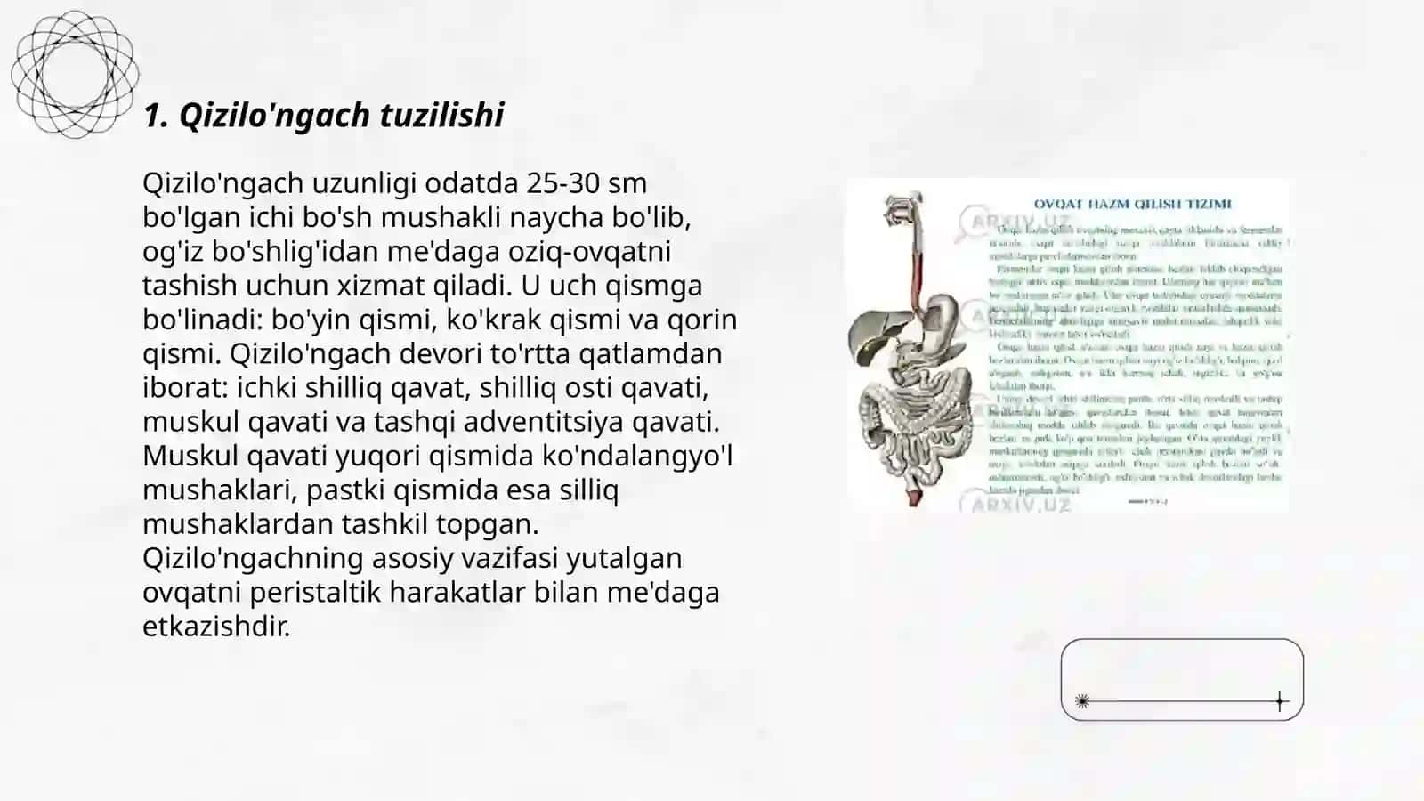Qizilo'ngach tuzilishi 3