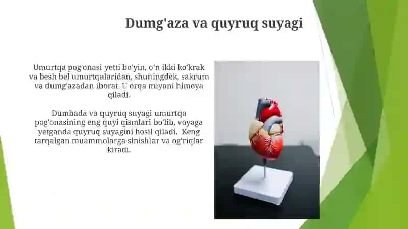 Umurtqa pag'onasi, bolimlari va kasalliklari 3