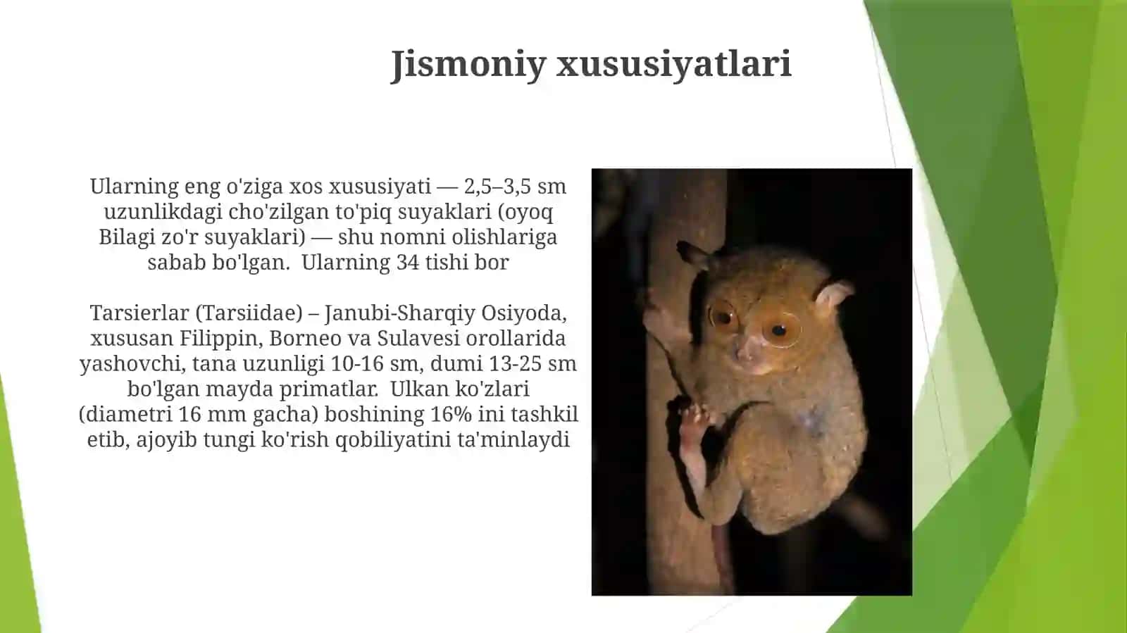 Tarsier 3