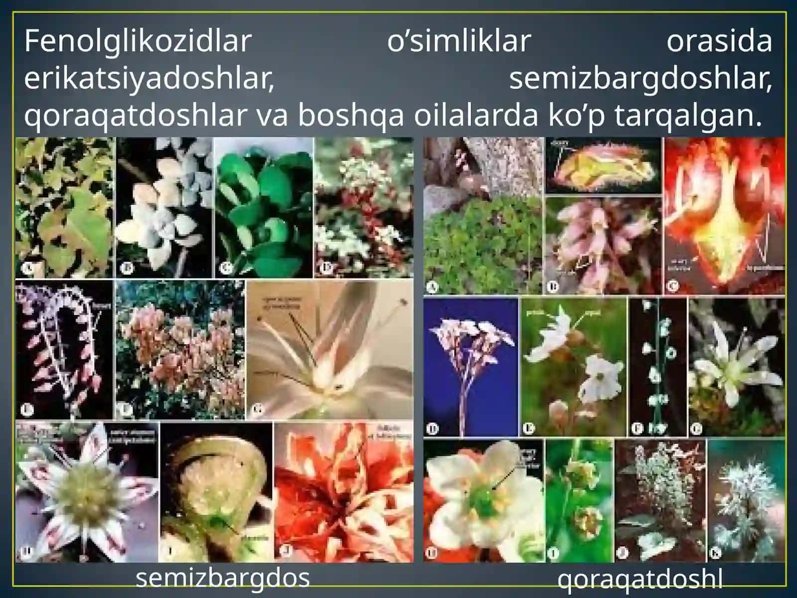 Fenollar va ularning birikmalari (FENOL UNUMLARI, FENOLGLIKOZIDLAR, LIGNANLAR) 3