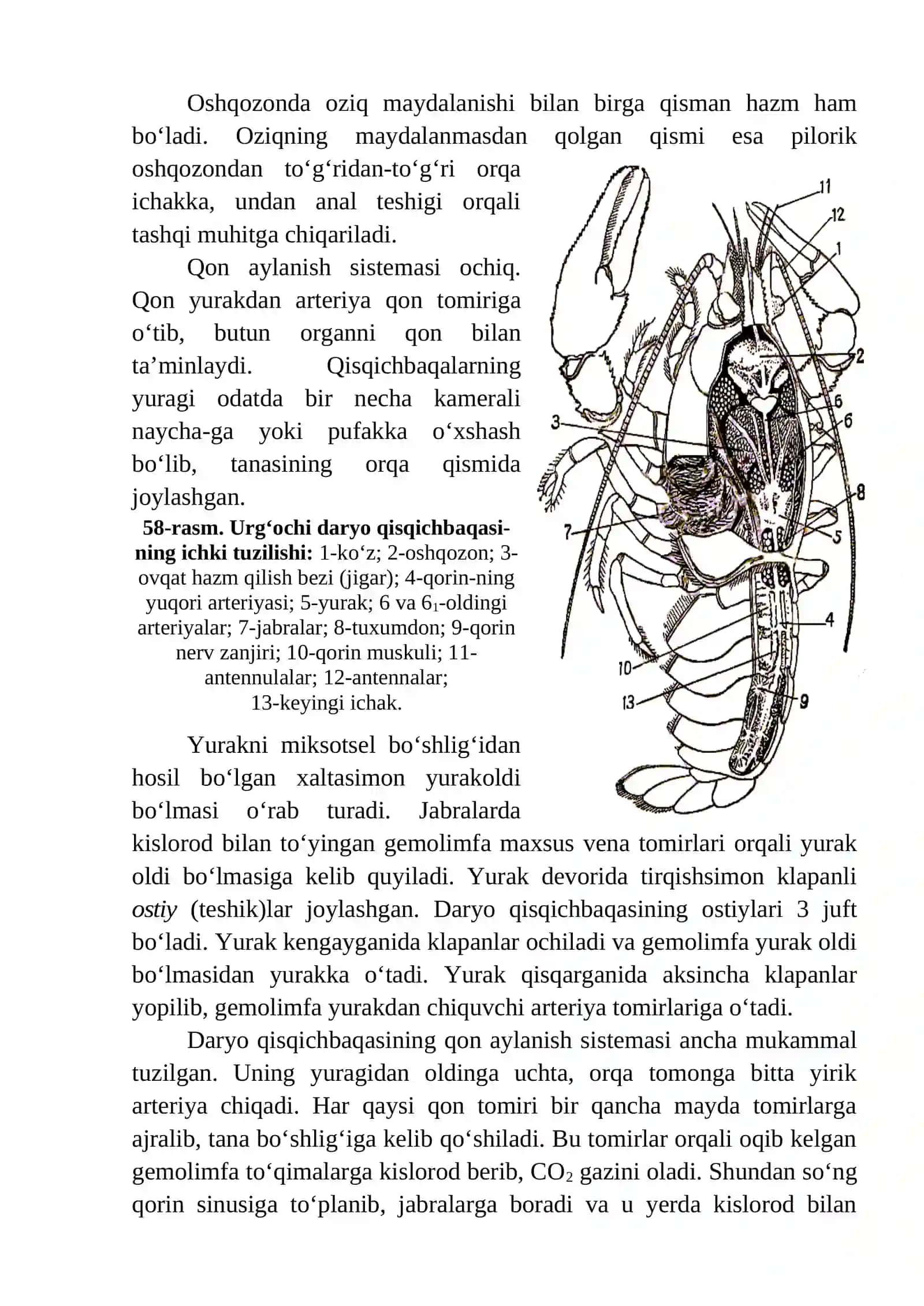 Dаryo qisqichbаqаsi-Astacus astacus 3