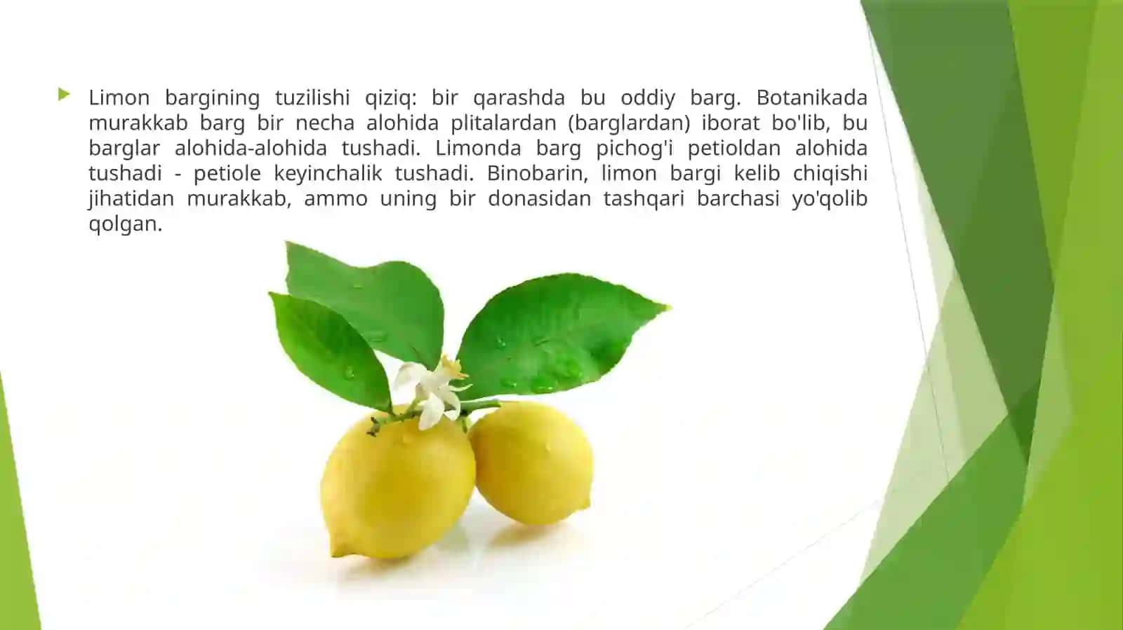 Lemonfestivali 3