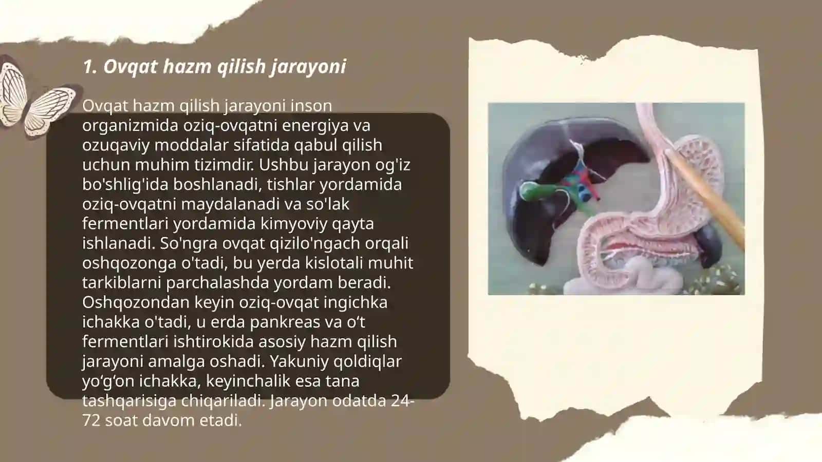 Ovqat hazim qilish sistemasi 3