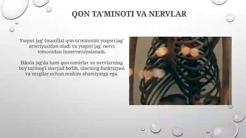 Yuqori va pastki jag'lar anatomiyasi 3