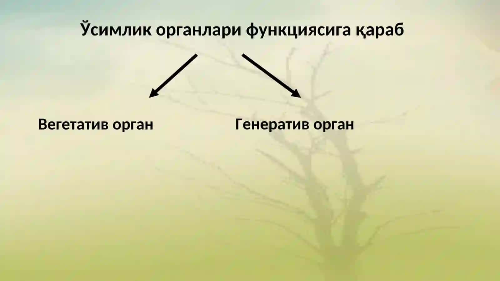 O‘simliklar morfologiyasi, qonuniyatlari va ularni qishloq xo‘jaligidagi ahamiyati 3