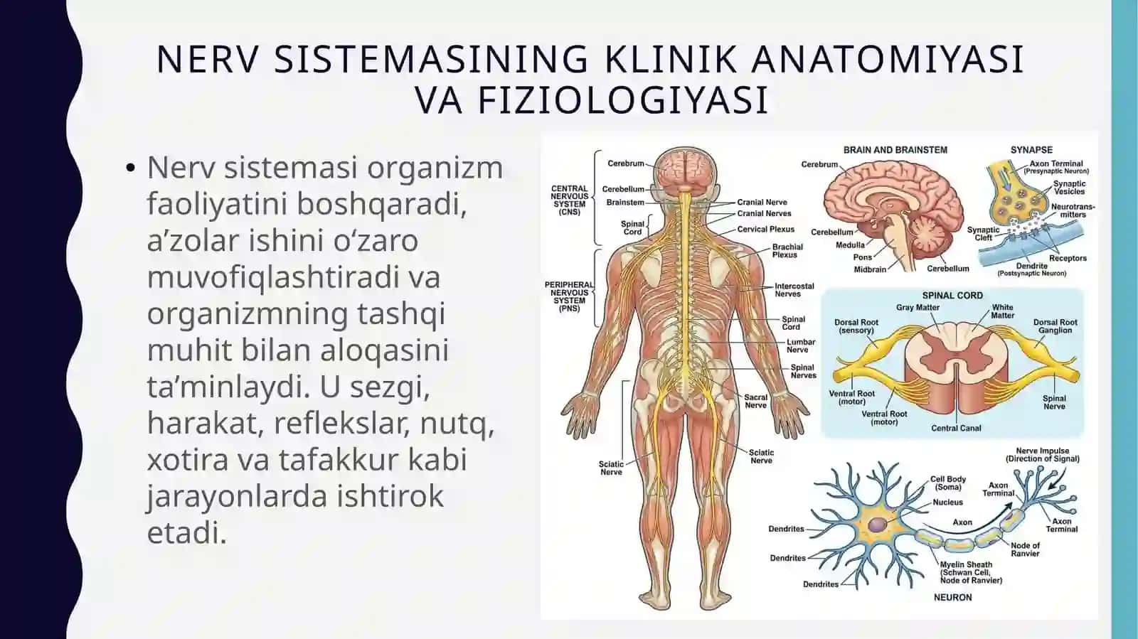 Nervsistemasining klinika anatomiyasi va fiziologiyasi 3