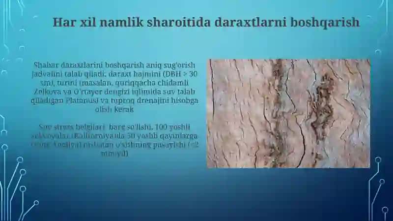 Daraxtturlarining namlikka boʻlgan munosabati 3