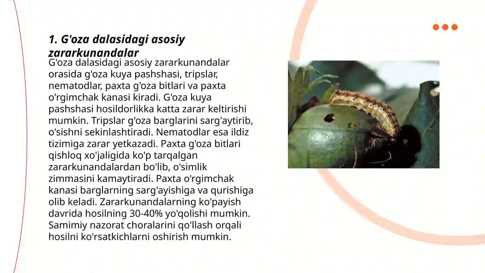 G'oza dalasidagi zararkunanda 3