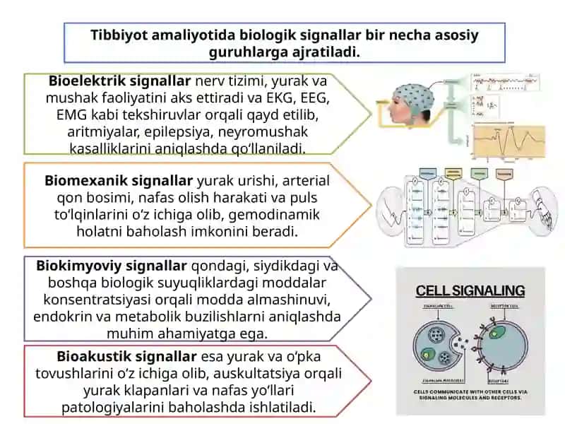 Biologik signallar 3