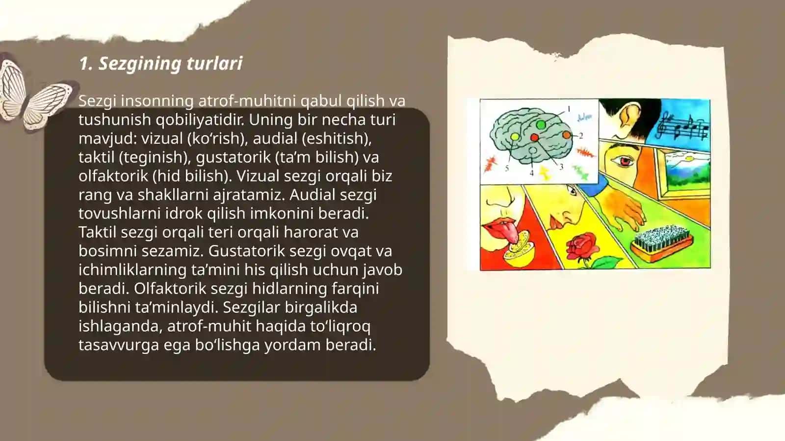 Sezgi 3