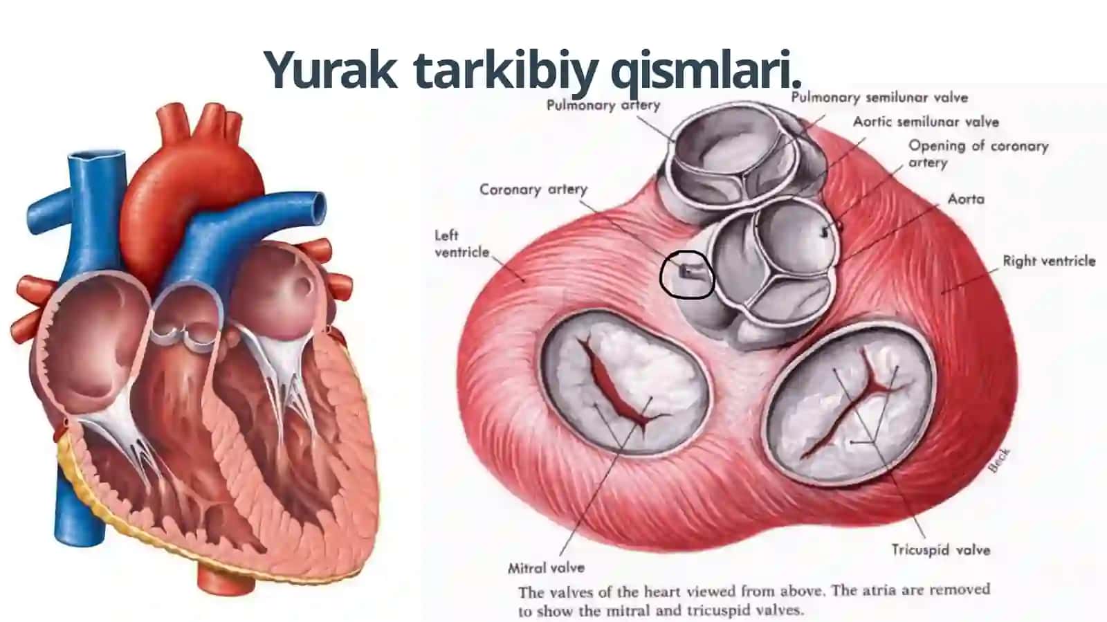 Yurak Fiziologiyasi 3