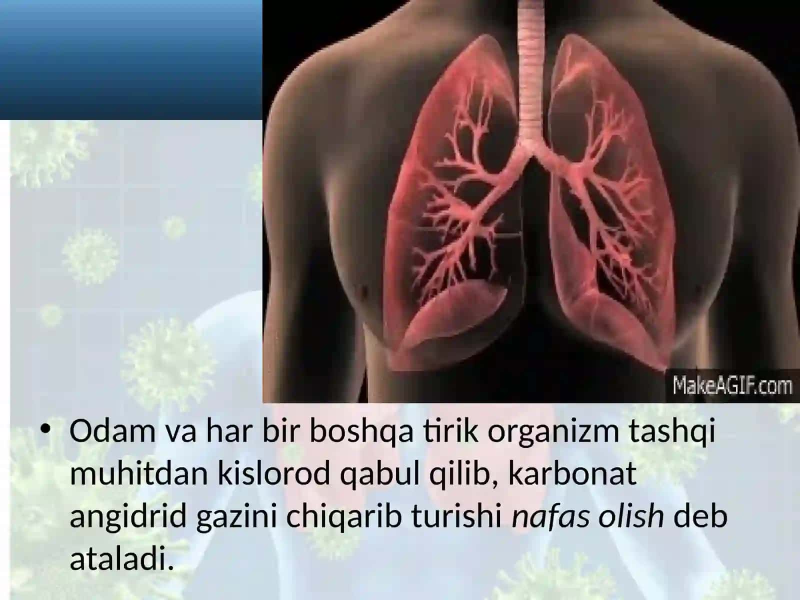 Nafas olish organlarining tuzilishi 3