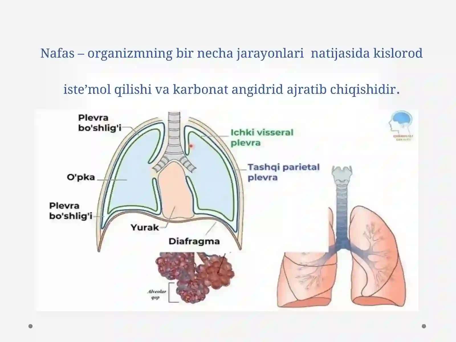 Nafas tizimining funksional xususiyatlari. Nafas fiziologiyasi. O‘pka ventilyasiyasi. Nafas olish va 3