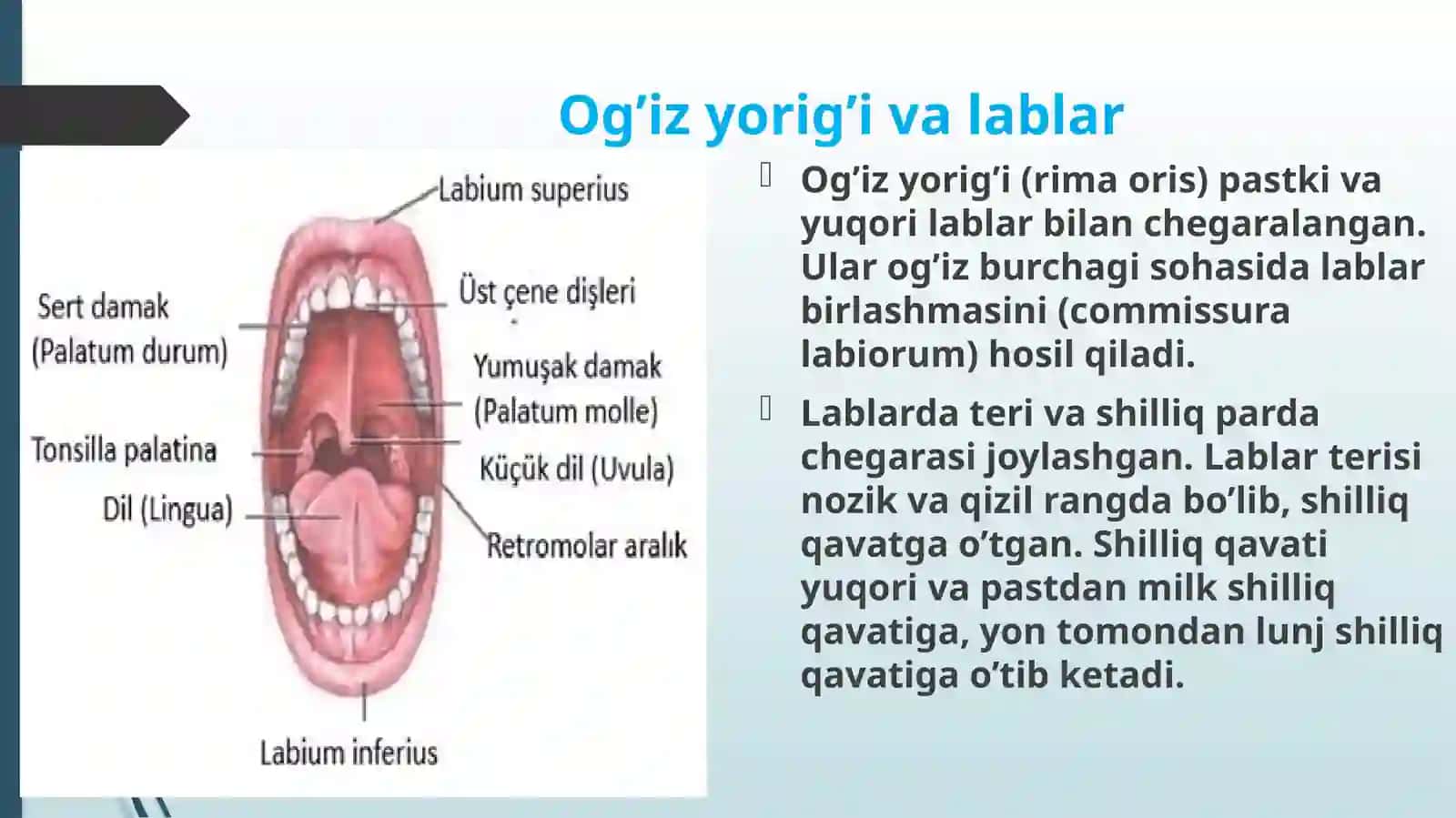 Og`iz sohasi anatomiyasi 3