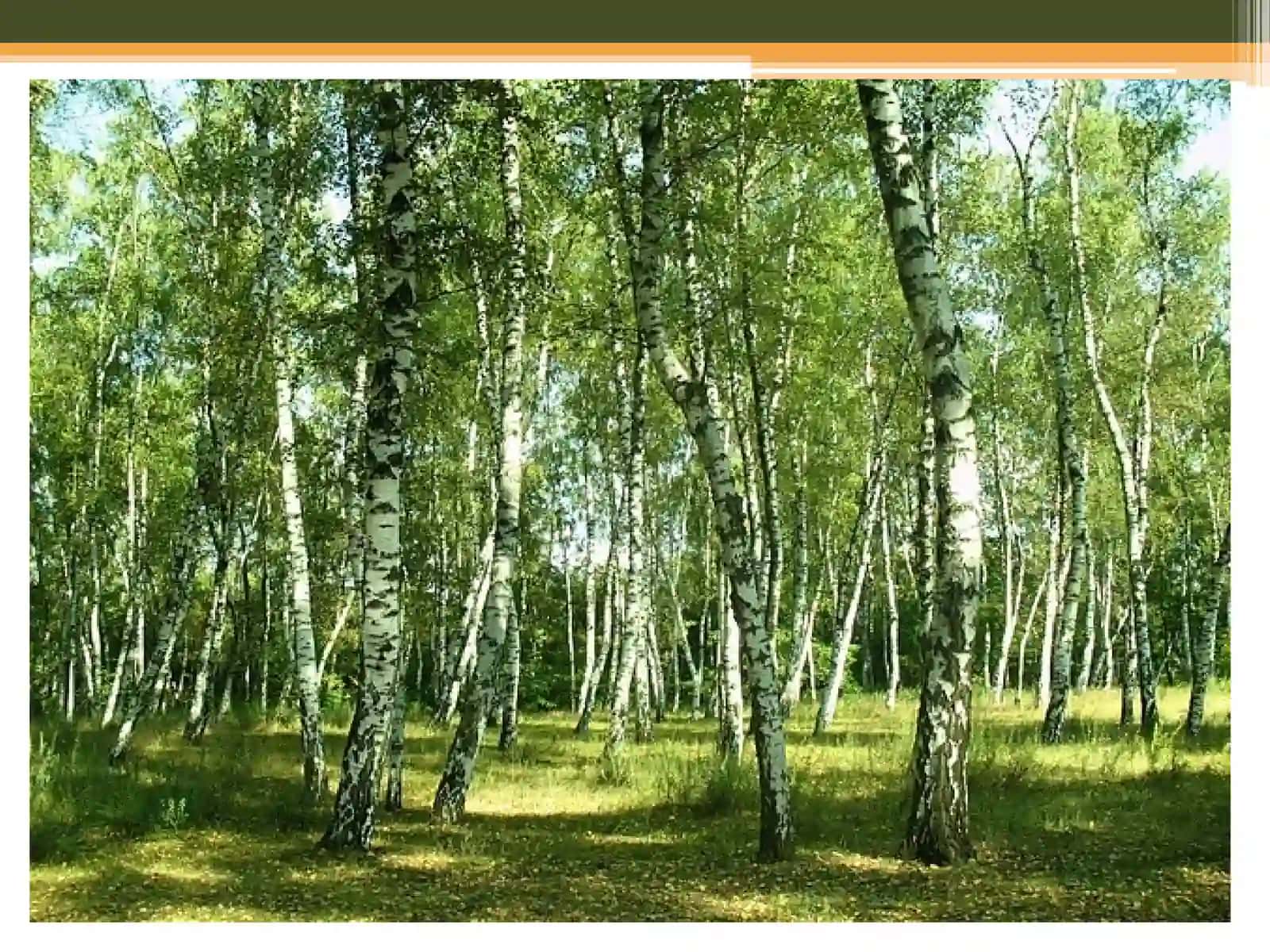 Урок русского языка в 3 классе(программа «Школа- 2100»)«Как помочь березе».Виды предложений по цели высказывания 3