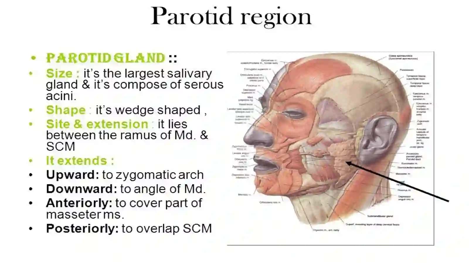 Parotid gland anatomy 3