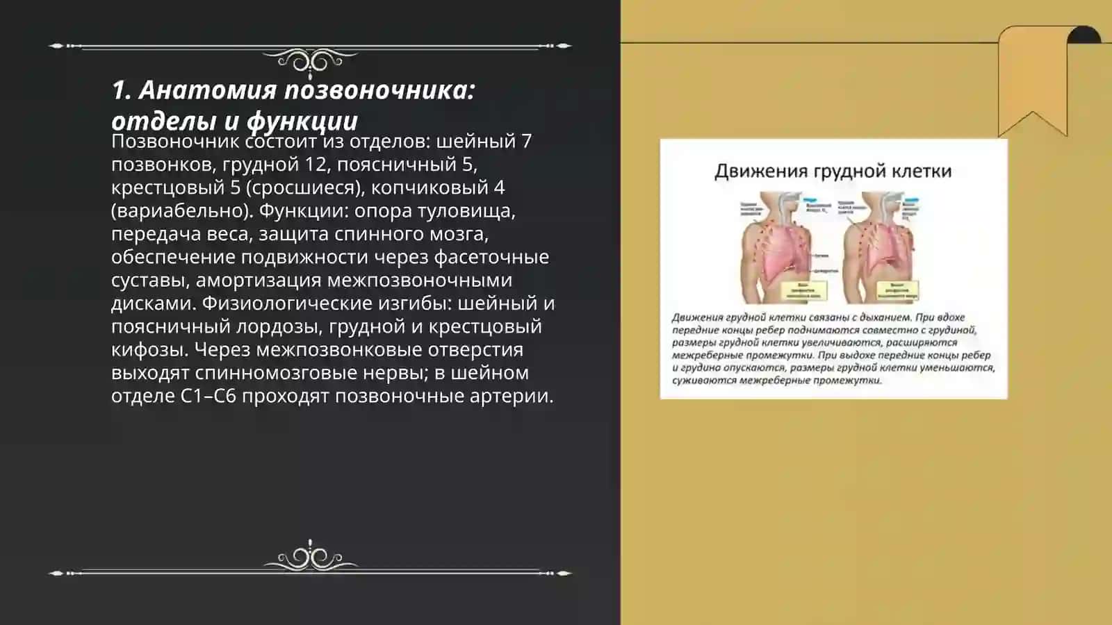 Скелет туловища 3