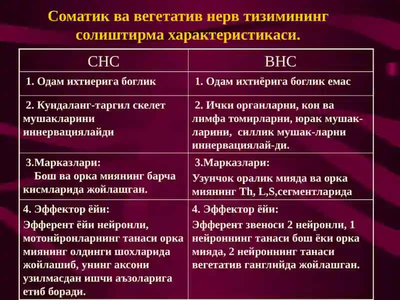 Вегетатив невртизм фаолияти 3