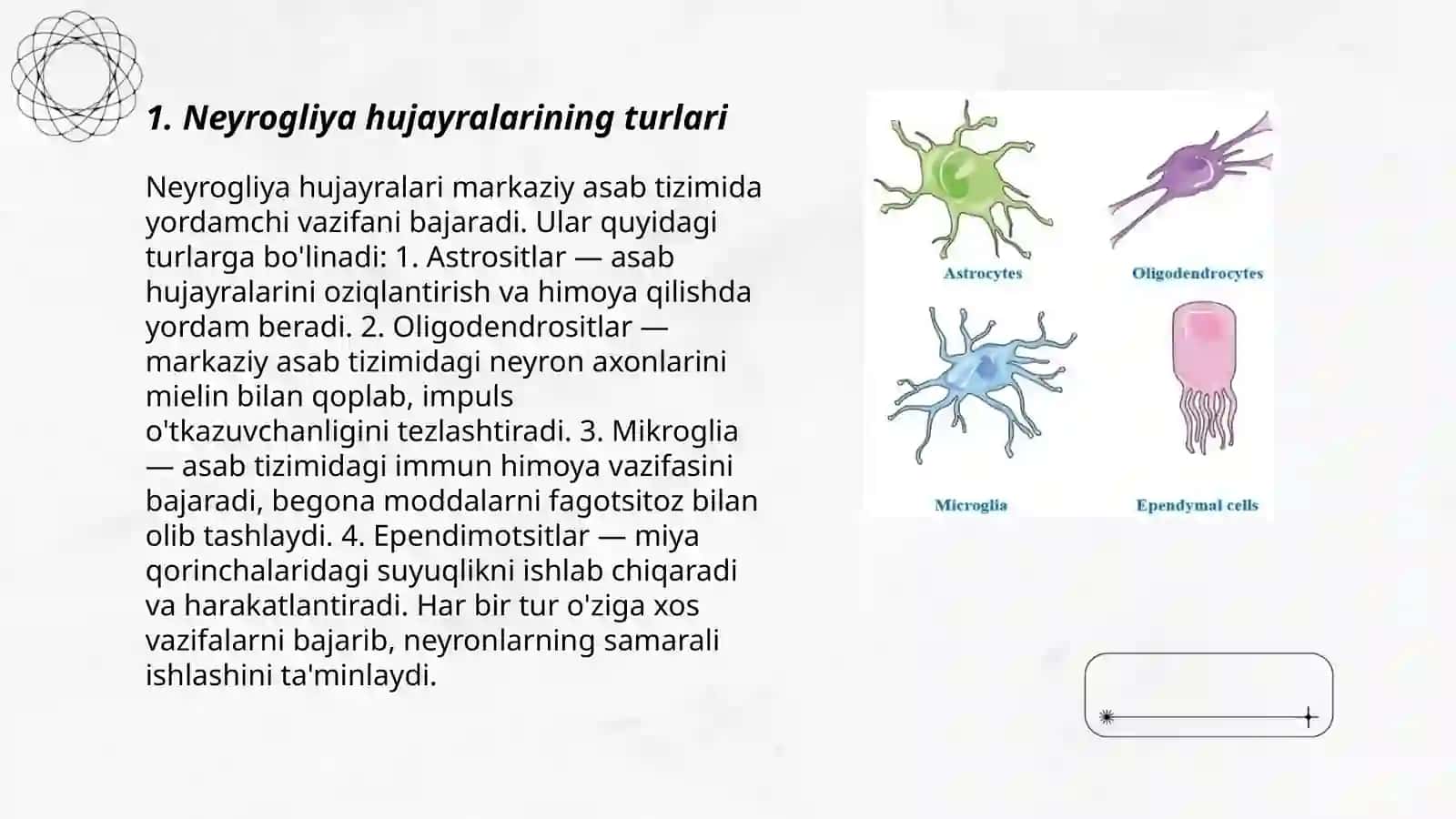 Neyrogliya hujayralarning xillari va funksiyalari 3