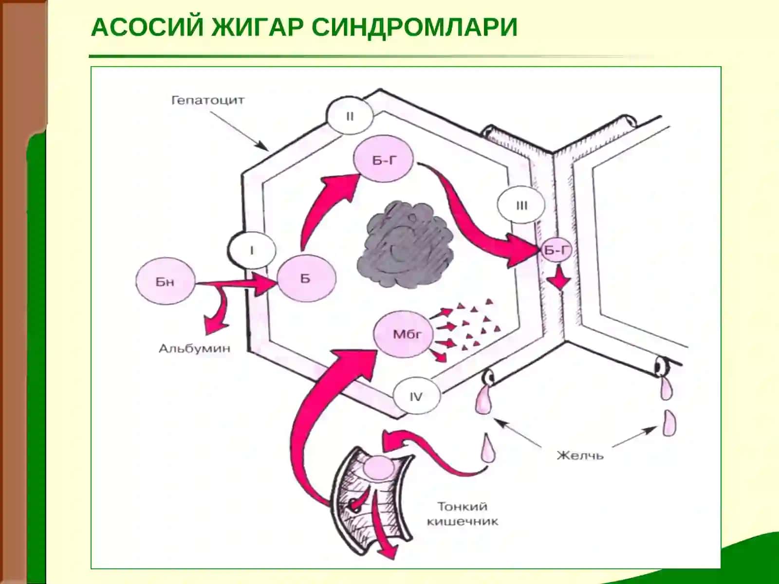Маъруза № 14ЖИГАР КАСАЛЛИКЛАРИДАГИ АСОСИЙ КЛИНИК СИНДРОМЛАР 3