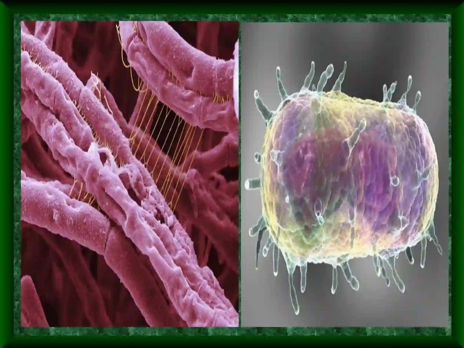 Oʻta xavfli infektsiyalar oʻlat qoʻzgʻatuvchisi kasalligi labaratoriya diagnostika 3
