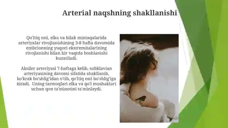 Qo'ltiq osti, yelka va bilak arteriyalarining rivojlanishi 3