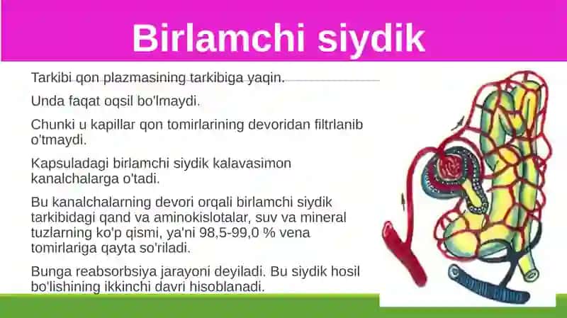 Siydikajratish organlarining funksiyasi 3