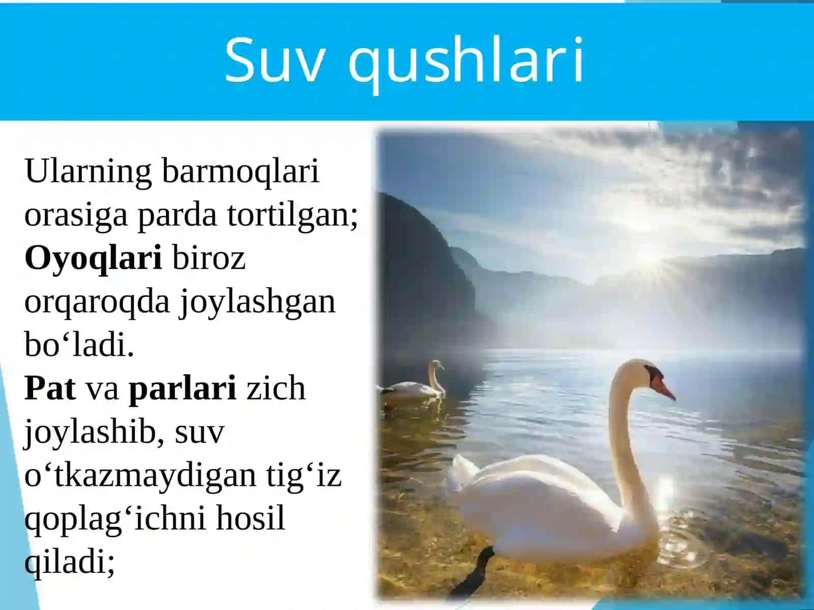 SUV QUSHLARI, TUZILISHI VAHAYOT KECHIRISHI 3