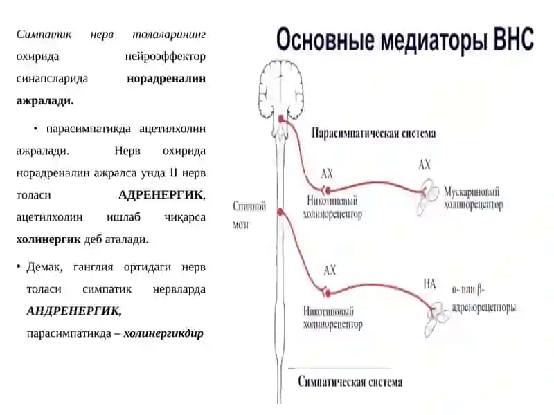 Адренергик иннервацияга таъсир этувчи дори воситалари 3