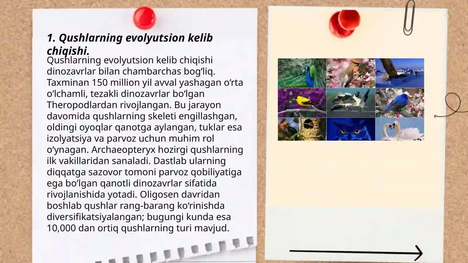 Qushlarning kelib chiqishi va ularning evolyutsion taraqqiyot 3