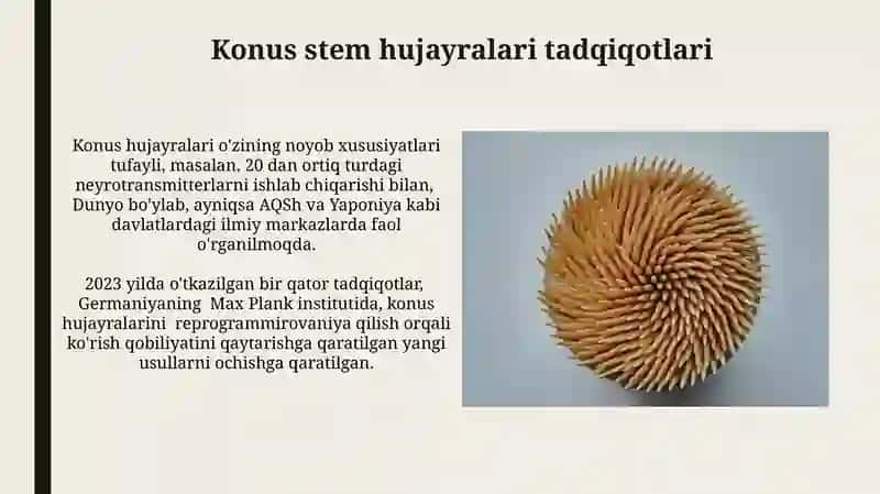 Konus stem hujayralari tadqiqotlari 3