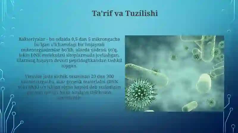 Bakteriyalar va Viruslar: Ta'rif, Tuzilish va Ko'payish 3