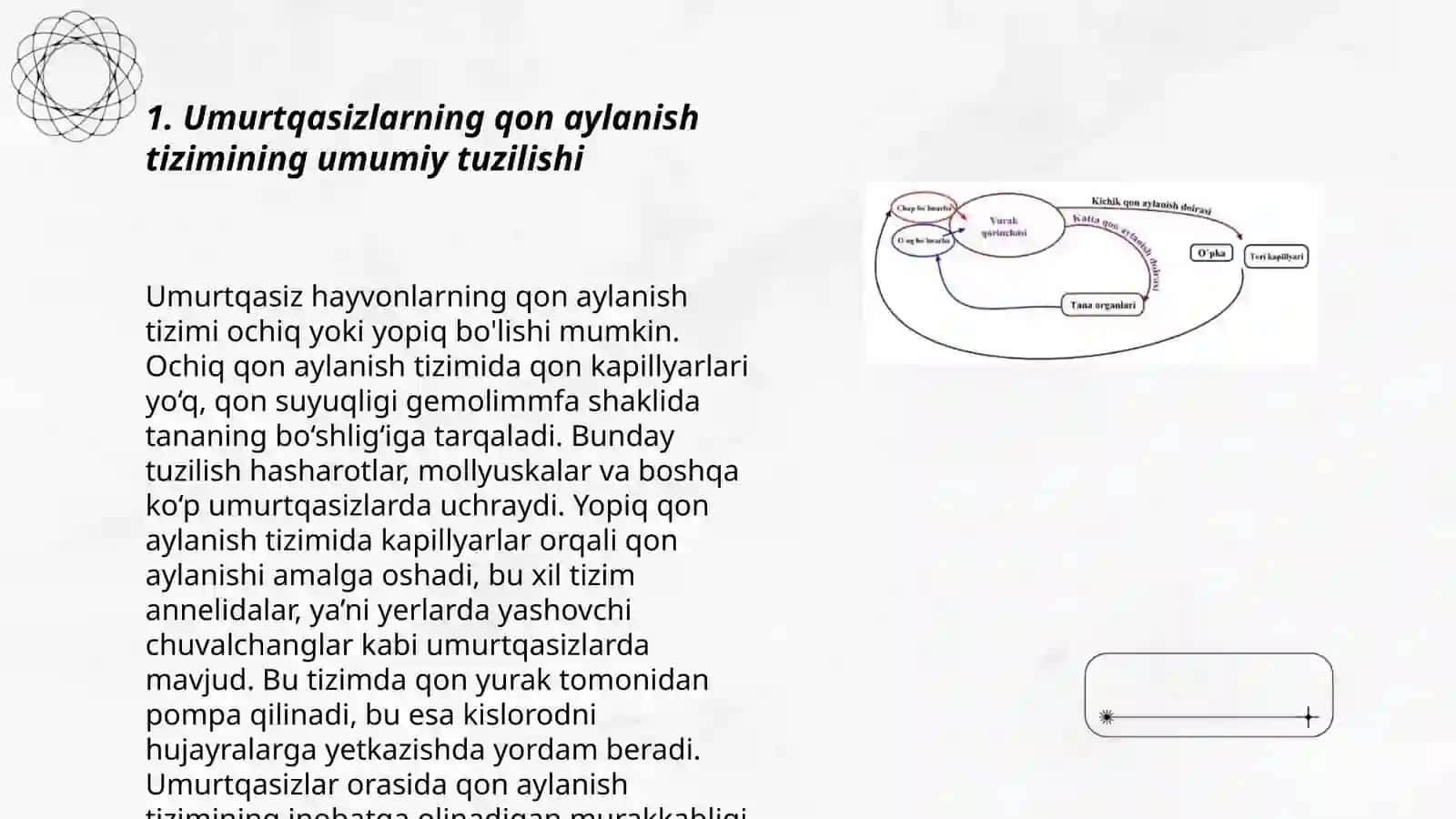Umurtqasizlarning qon aylanish sestemasi 3