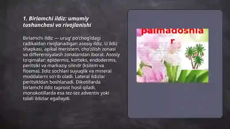 Bir va ikki urugʻ pallali oʻsimliklar ildizining birlamchi tuzilish 3