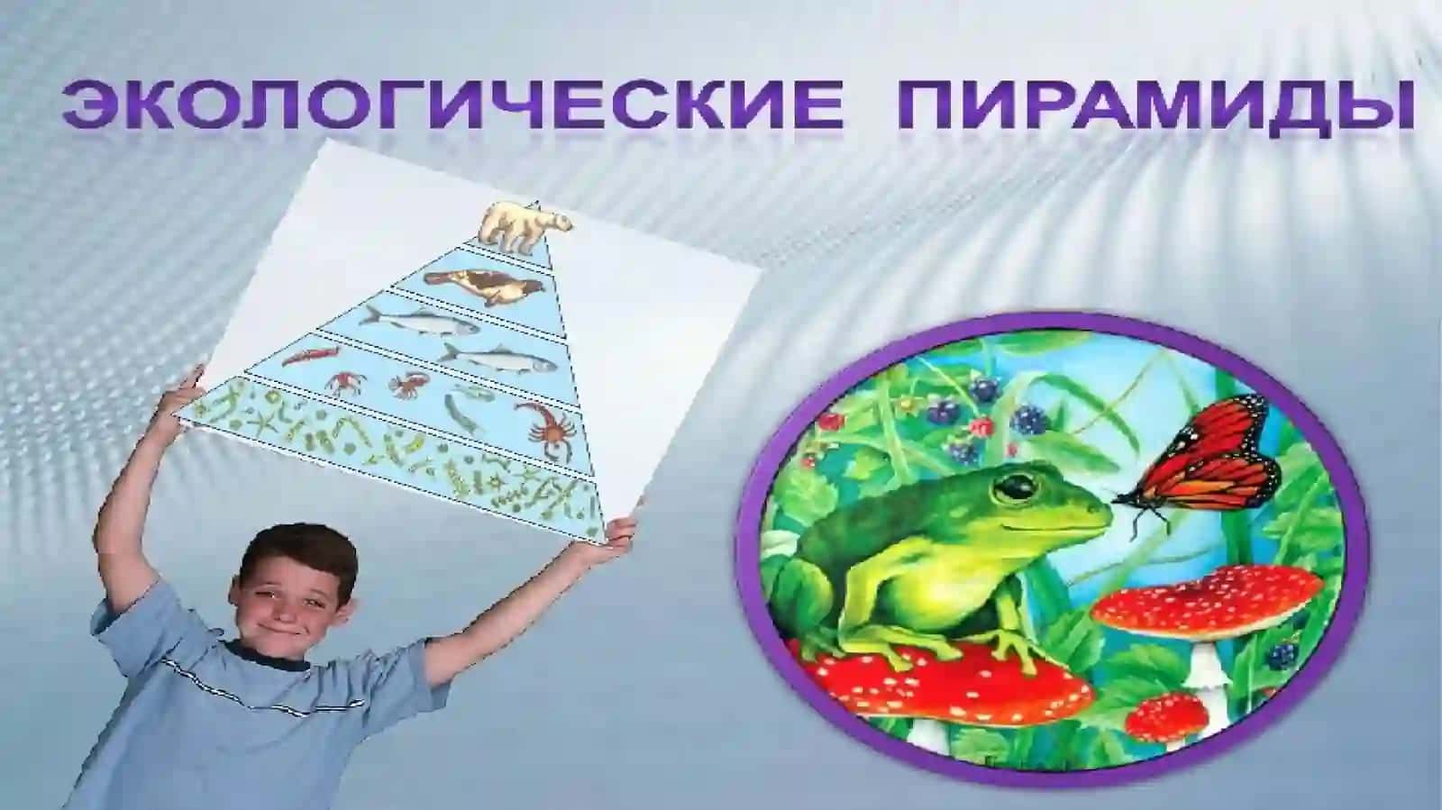 Екологическая перамида «Лес» 3