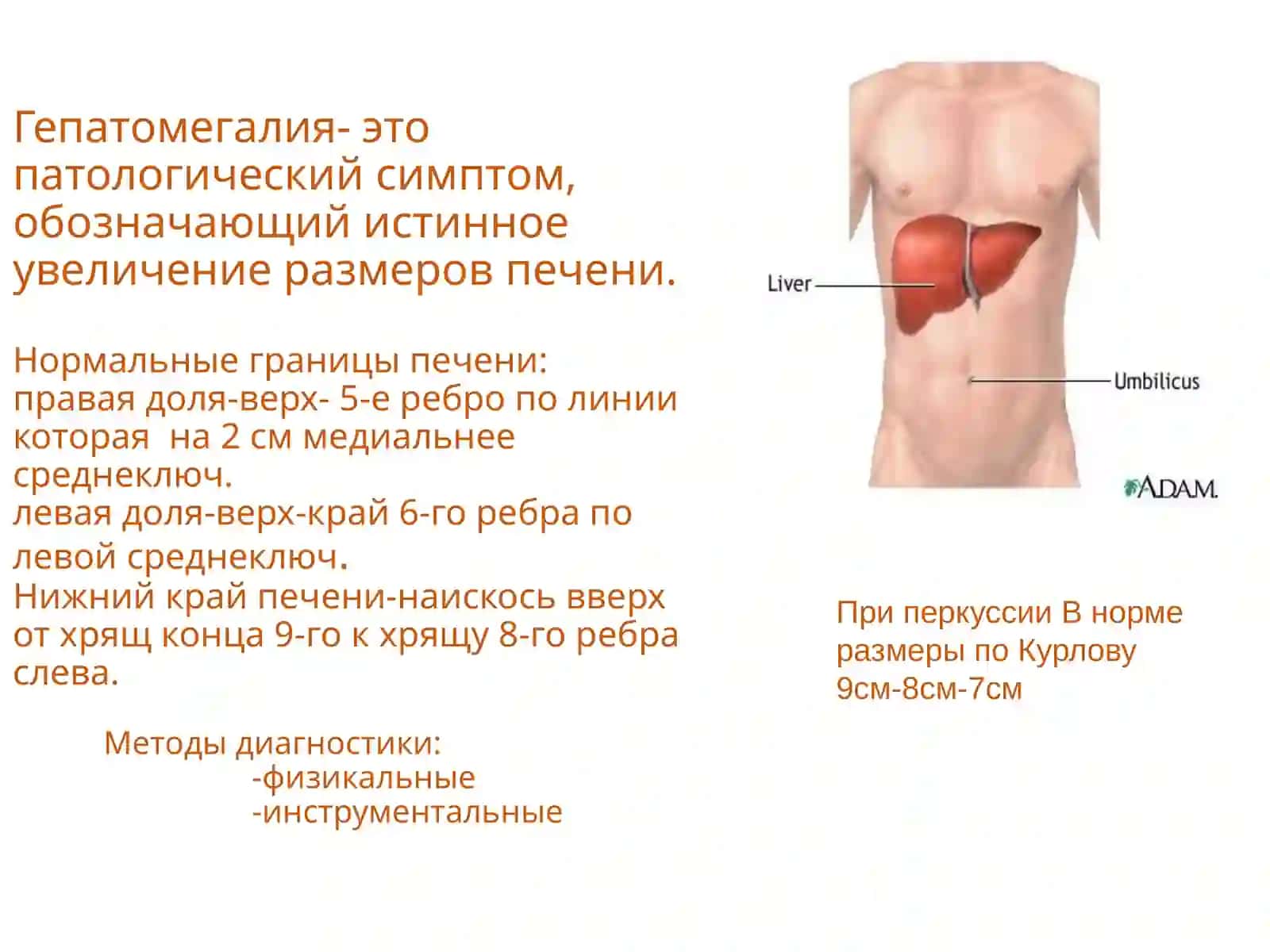 Гепатомегалия 3
